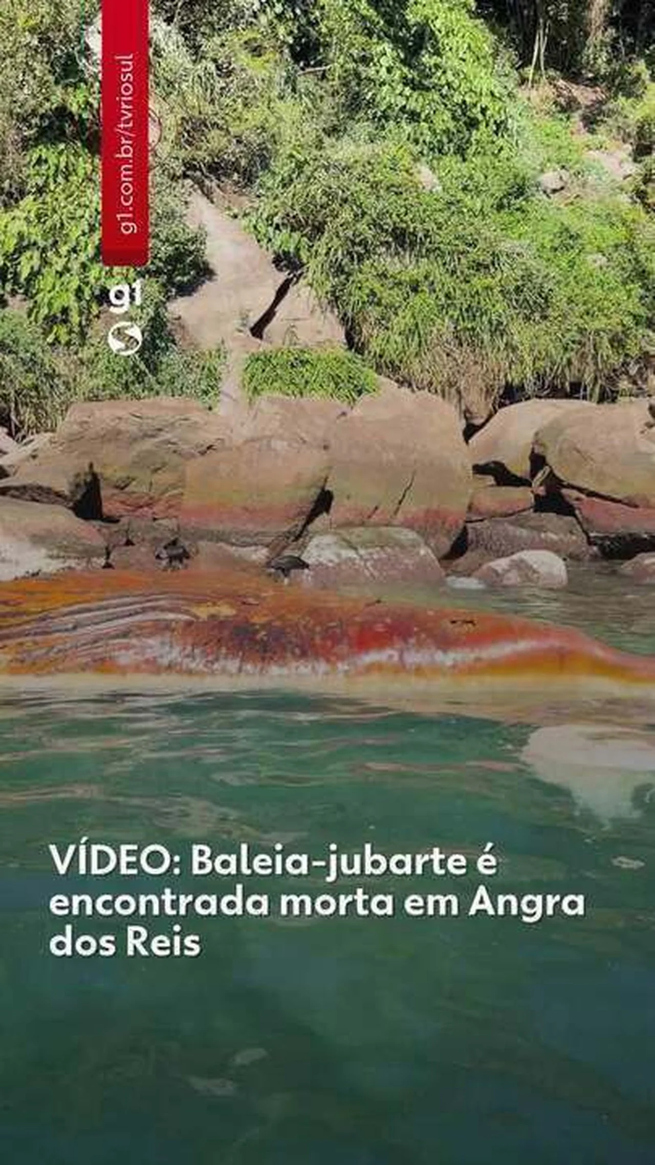 Baleia-jubarte é encontrada morta em Angra dos Reis