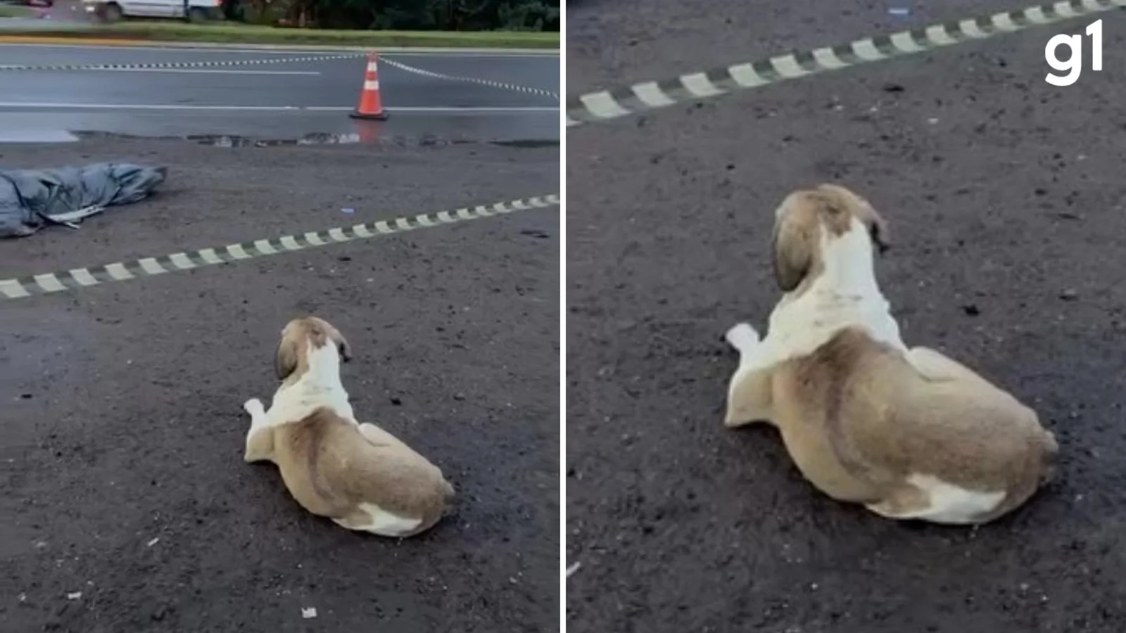 Cachorro fica ao lado do corpo de mulher atropelada no RS: 'companheiro fiel'