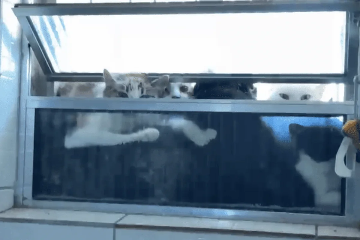 Dona de ONG é presa com 14 gatos mortos congelados em freezer em SP