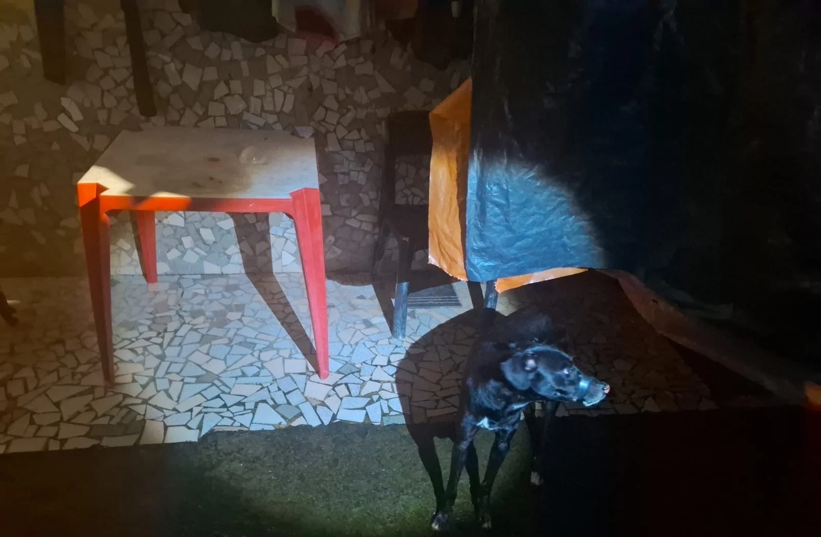 Homem é preso após amarrar focinho de cachorro com fita em Maceió