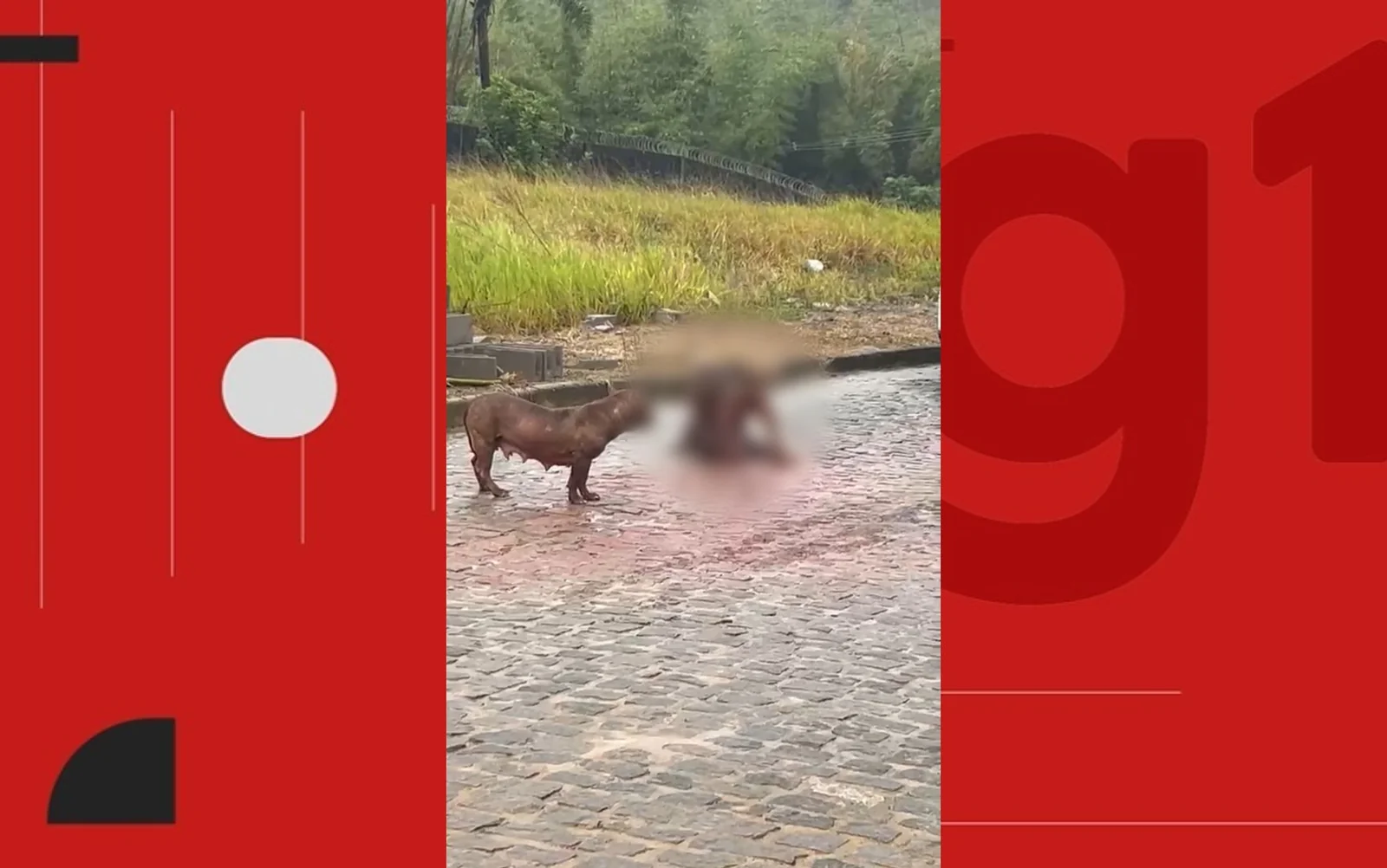 Pitbull ataca e mata cachorro de rua após fugir de casa na Bahia
