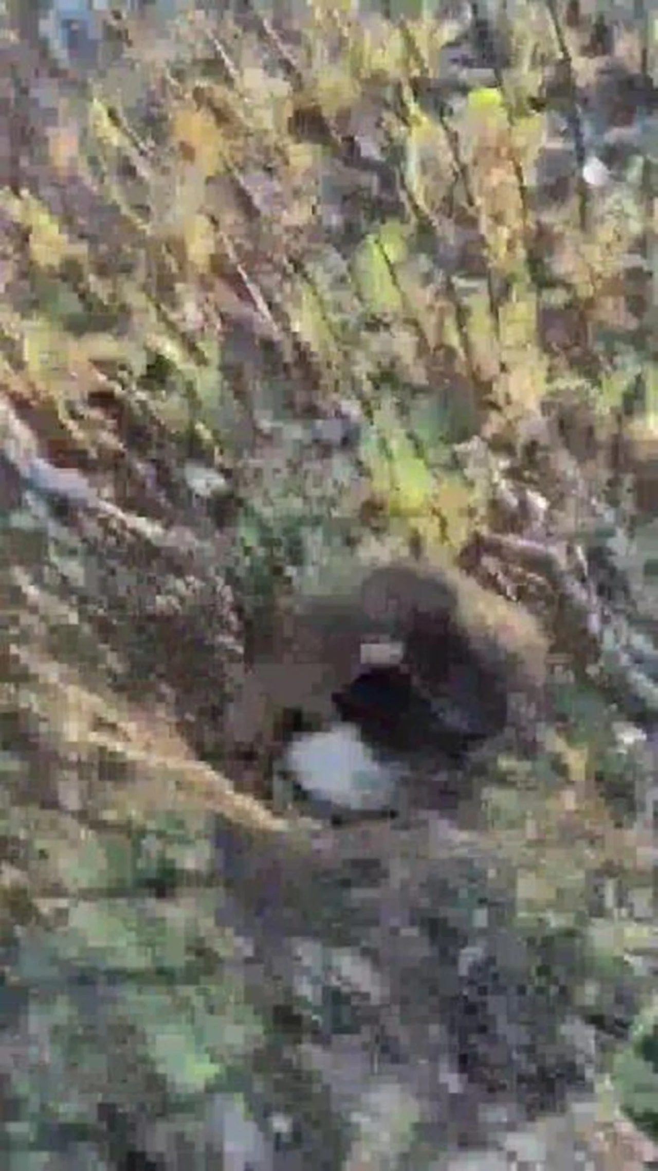PM Ambiental resgata filhote de tamanduá-bandeira órfão após mãe morrer atropelada