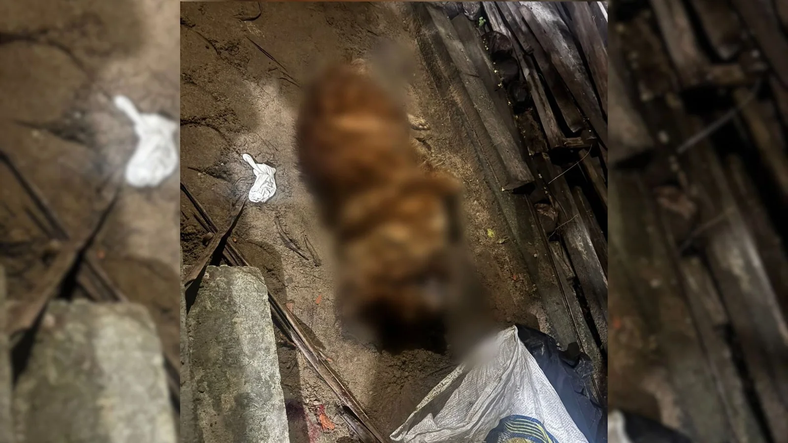 Preso suspeito de matar cachorro que atacou o próprio filho no AP